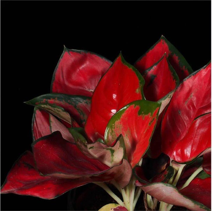 Aglaonema'super Red'