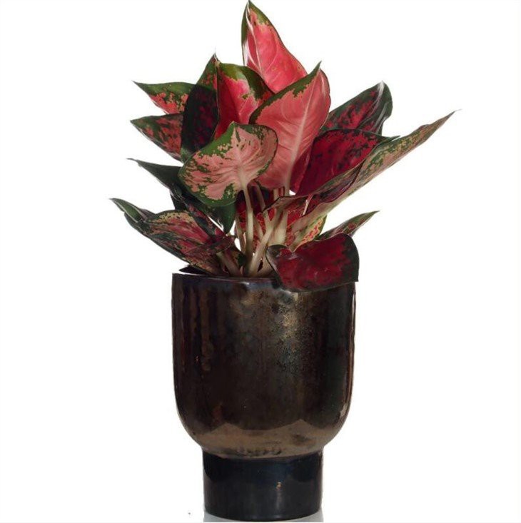 Aglaonema'super Red'