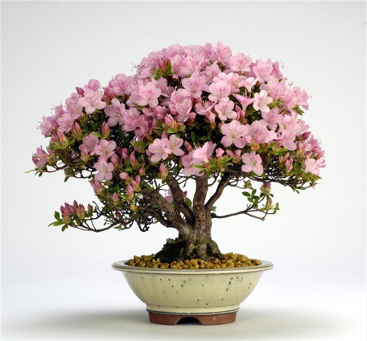 azalea-bonsai-tree