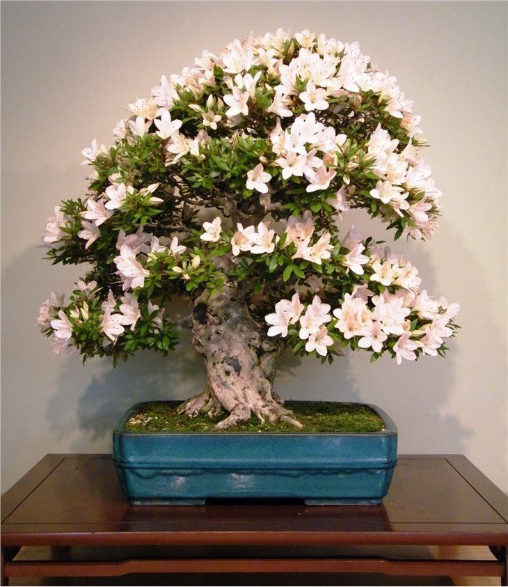 Satsuki_Azalea_Curators_Collection_2_May_29_2011_-_Stierch-1