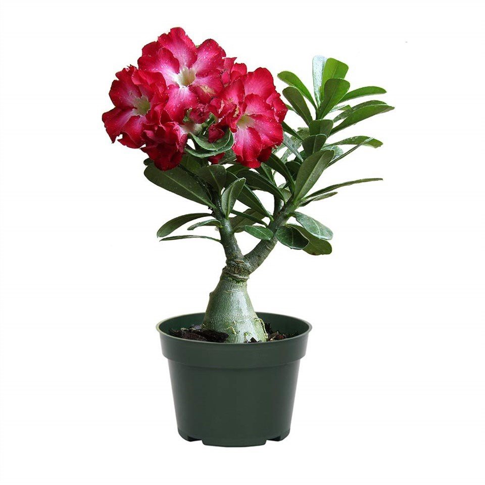 Пустинна роза (Adenium Obesum