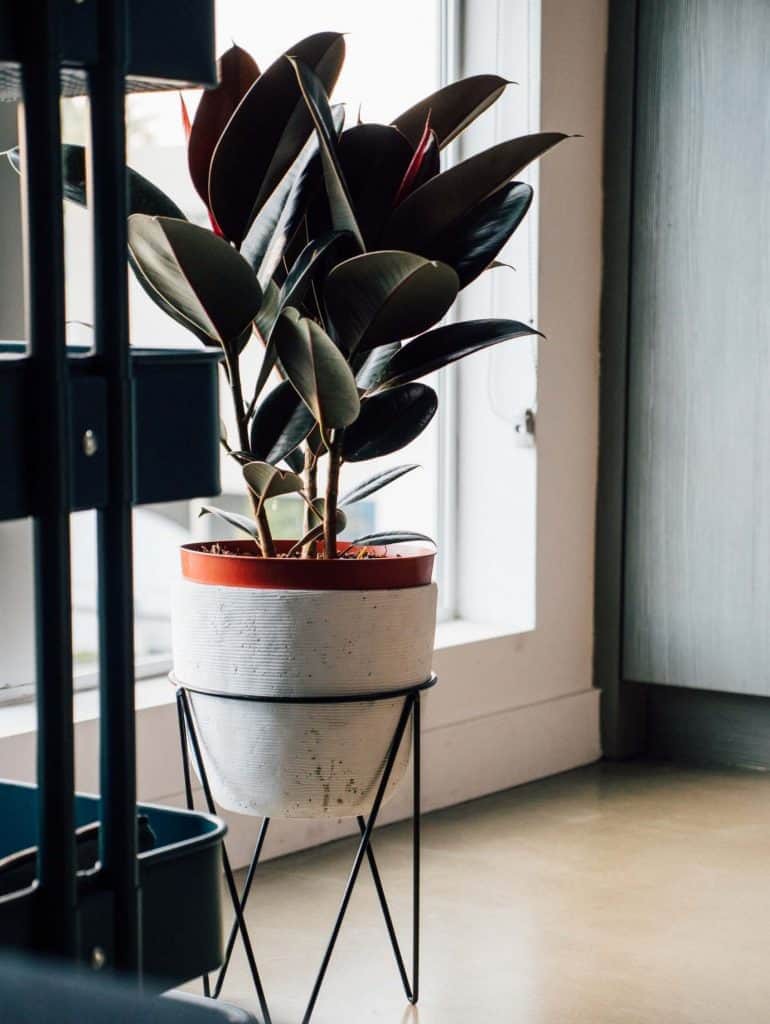 Ficus Elastica Бургундия